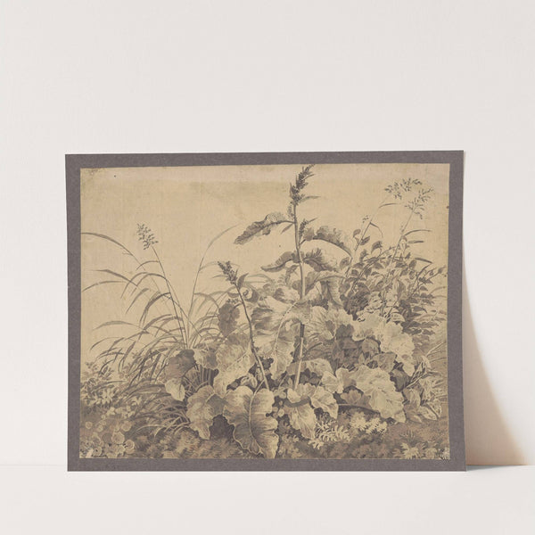 Study of meadow plants by Jan Krzysztof Damel