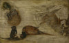 Study of monkeys, a deer and other animals