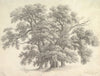 Study of Oak Trees