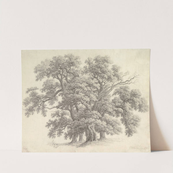Study of Oak Trees by Carl Wilhelm Kolbe the elder
