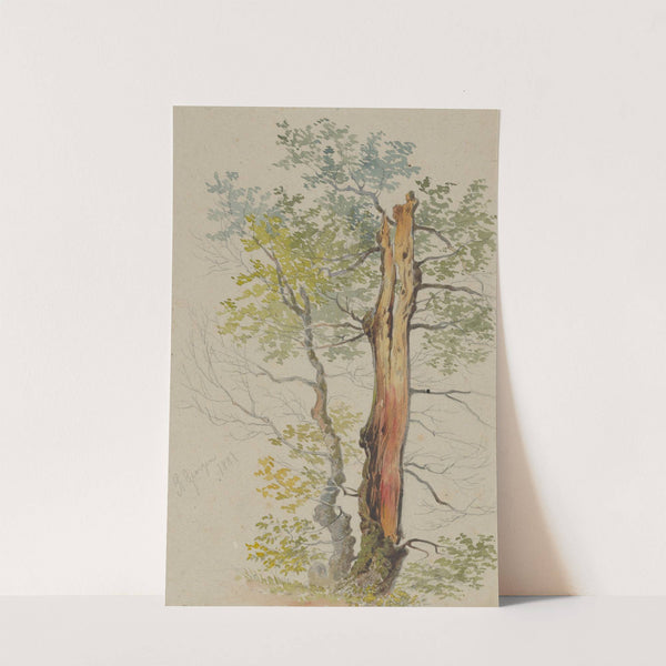 Study of Old and Young Tree by Friedrich Carl von Scheidlin