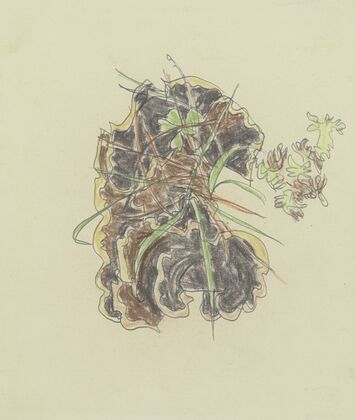 Study of plants