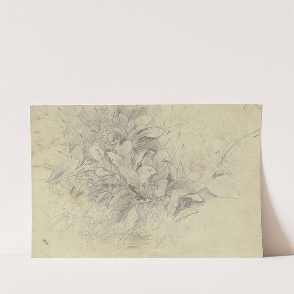 Study of plants by Otto Scholderer