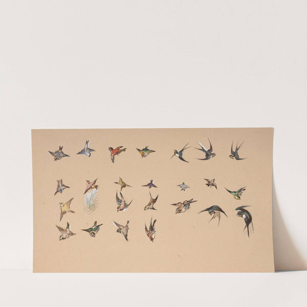 Study of polychrome birds by Félix Bracquemond