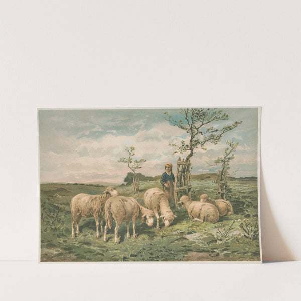 Study of sheep ( after F. Brissot) (1891) by Louis Prang & Co.