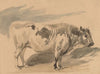 Study of ‘Simentaler’ breed bull