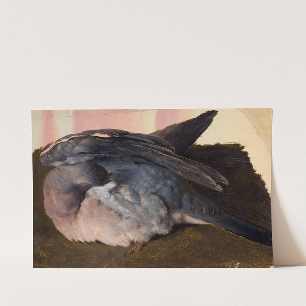 Study of the sleeping wood pigeon by Ferdinand von Wright