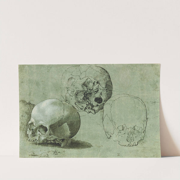 Study of Three Skulls by Anonymous