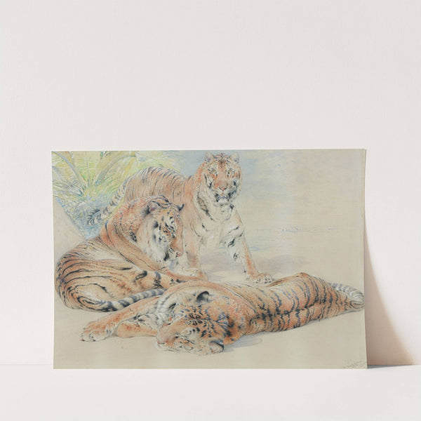 Study of tigers by William Huggins