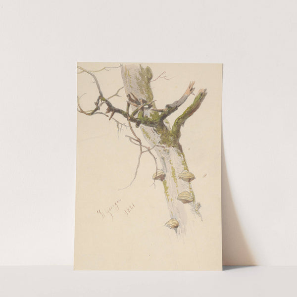 Study of Tree Trunk with Branches and Mushrooms by Friedrich Carl von Scheidlin