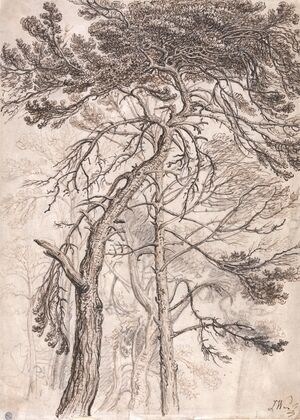 Study of Trees