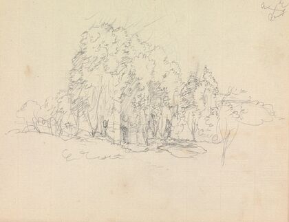 Study of Tress and Vegetaion Growing Over Ruins