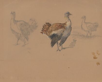 Study of Turkeys — size preview