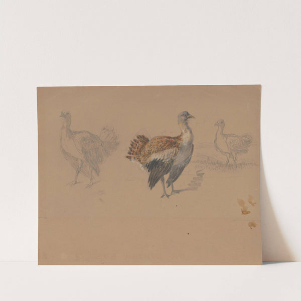 Study of Turkeys by Friedrich Carl von Scheidlin