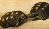 Study of Two Brazilian Tortoises