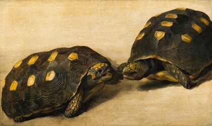 Study of Two Brazilian Tortoises