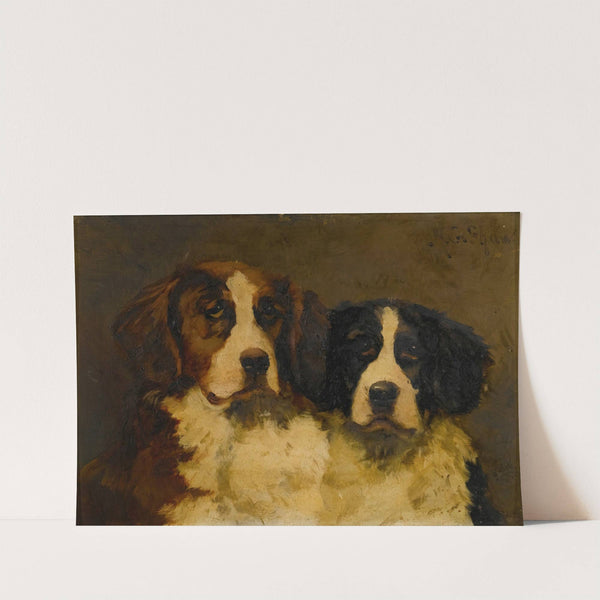 Study Of Two St. Bernards by Hugh George Shaw