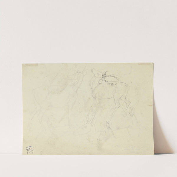 Study sheet; deer by Johann Erdmann Gottlieb Prestel