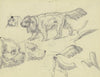 Study sheet; Dogs