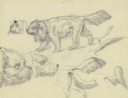 Study sheet; Dogs