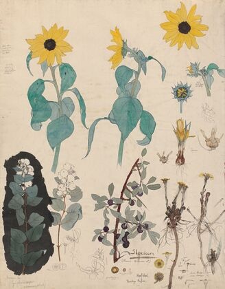 Study Sheet of Sunflowers, Snowberry, and Blackthorn