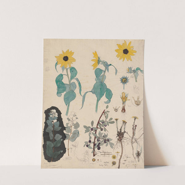 Study Sheet of Sunflowers, Snowberry, and Blackthorn by Theo Nieuwenhuis