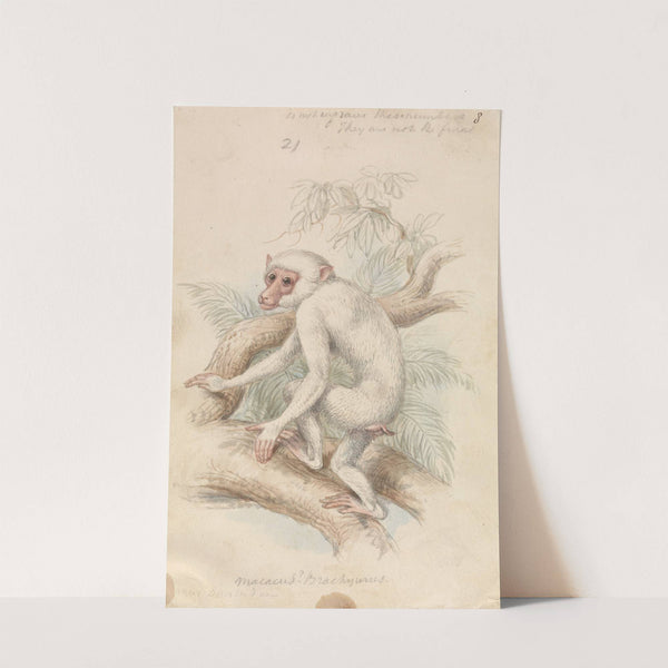 Stump-tailed Macaque (1837) by Charles Hamilton Smith