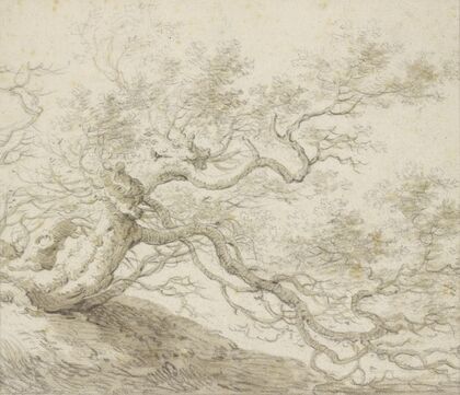 Stunted tree
