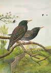 Sturnus vulgaris