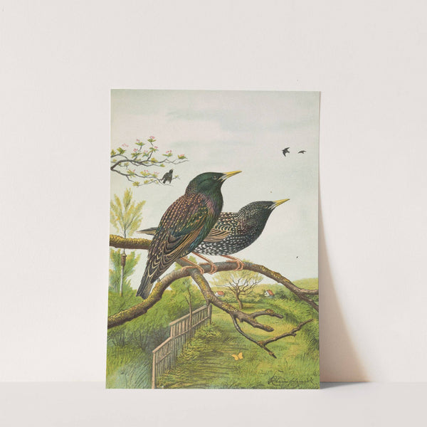 Sturnus vulgaris by Johann Friedrich Naumann