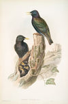 Sturnus vulgaris. Starling. (1862-1873)