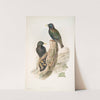 Sturnus vulgaris. Starling. (1862-1873) by John Gould