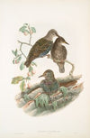 Sturnus vulgaris. Young. Starling (young). (1862-1873)