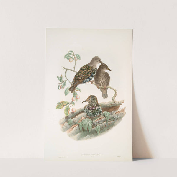 Sturnus vulgaris. Young. Starling (young). (1862-1873) by John Gould