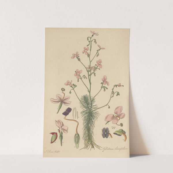 Stylidium laricifolium by William Jackson Hooker