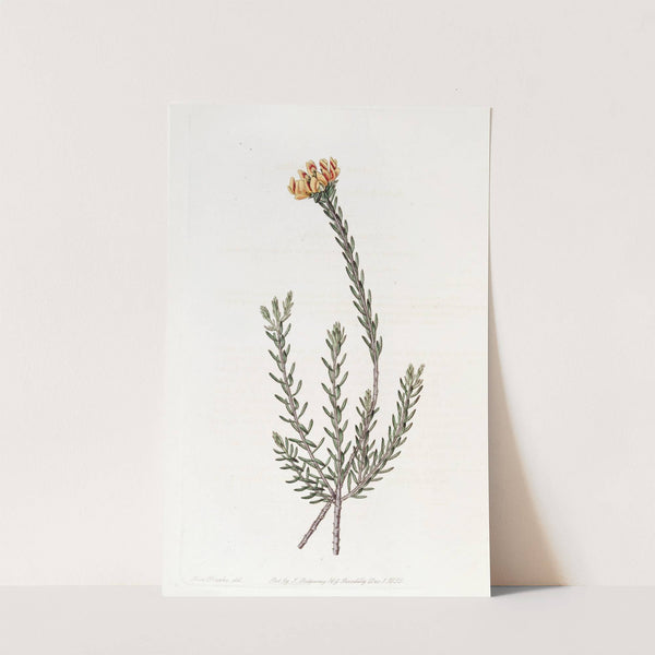 Subumbellate Pultenaea by Sydenham Edwards