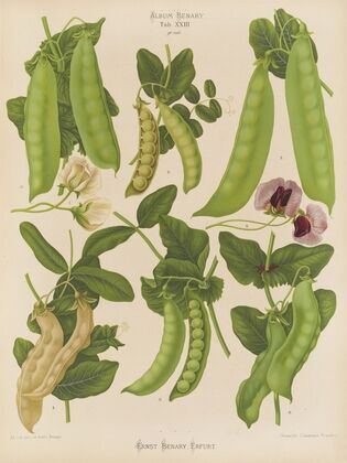 Sugar, or Edible-podded Peas (1876-1886)