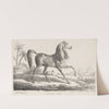 Suite de Chevaux; Cheval Arabe (c. 1780–1836) by Carle Vernet