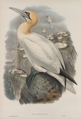 Sula bassana. Gannet, or Solan Goose. (1862-1873)
