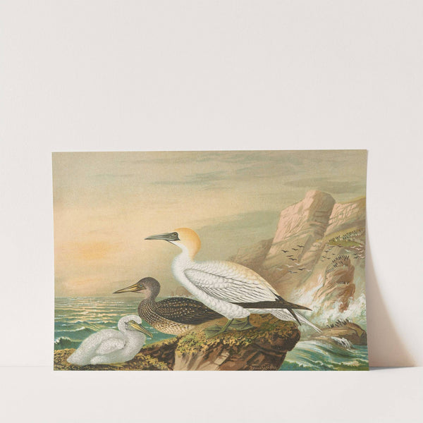 Sula bassana by Johann Friedrich Naumann