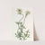 Sulphur-coloured Vervain (1815-1819) by Sydenham Edwards