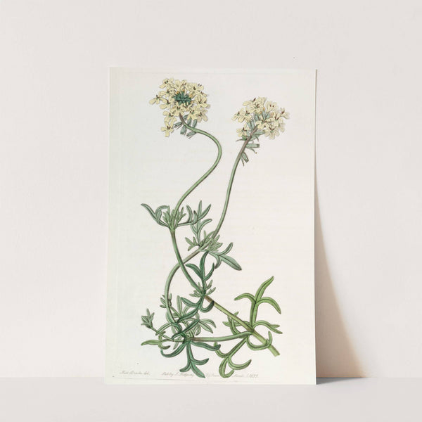 Sulphur-coloured Vervain (1815-1819) by Sydenham Edwards