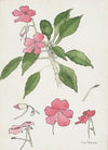 Sultana