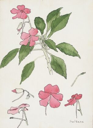 Sultana