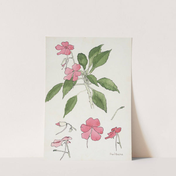 Sultana by Hannah Borger Overbeck