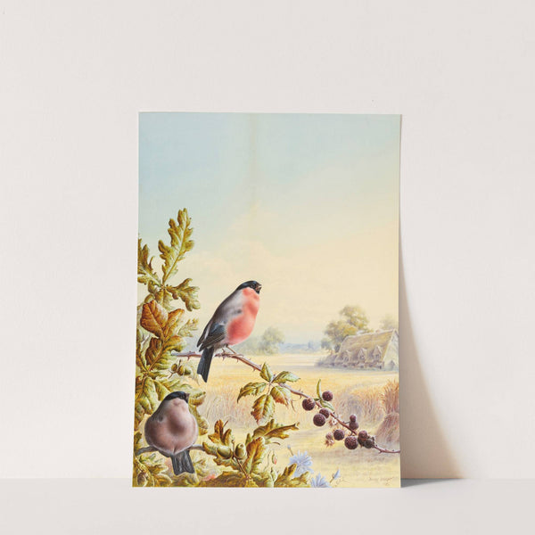 Summer - A Pair of Bullfinch by Harry Bright