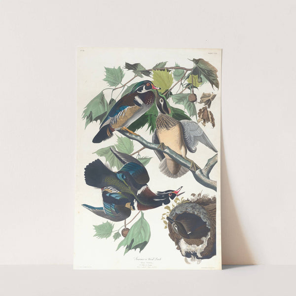 Summer or wood duck by John James Audubon