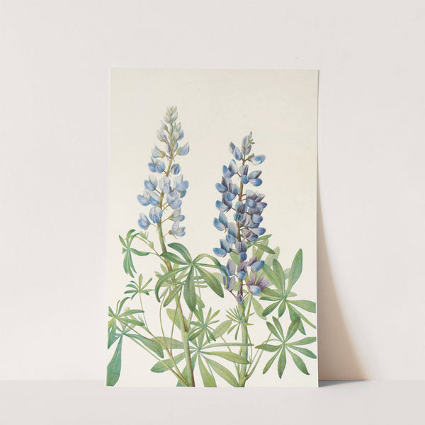 Sun-dial Lupine. (Lupinus perennis) (1925) by Mary Vaux Walcott