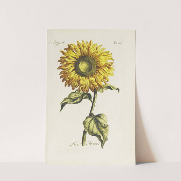 Sun flower (1770) by Carington Bowles