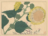 Sun flowers